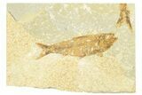 Knightia Fossil Fish From Wyoming  - Photo 2